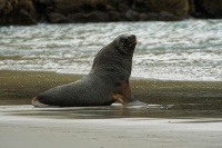 Lachtan novozelandsky - Phocarctos hookeri - New Zealand sea lion - whakahao 9207
